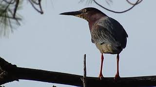 Green Heron Call [upl. by Heisser998]