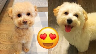 Maltipoo — Cute And Hilarious Videos And Tik Toks Compilation [upl. by Kalil]