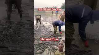 Tons of Snake Head Fish harvest [upl. by Nagek]