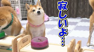 心配でご飯も食べられず、2階で寝込む飼い主を待ち続ける忠犬・・・ [upl. by Biel]