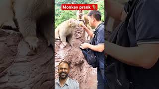 Monkey prank🤪🤪 shorts shortvideo video monkey viralvideo [upl. by Amarette]