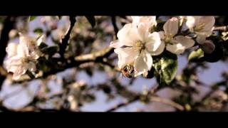 Canon 60D  Tamron 1750 28 and Igus Slider  Test Film quotSpringquot [upl. by Franklyn]