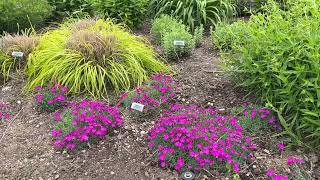 Proven Winners Perennial Trial Garden Tour June 2022 [upl. by Sivad]