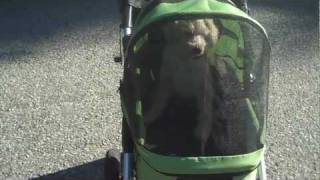 Top 10 Reasons Why People Love the Dogger Dog Stroller [upl. by Phox196]