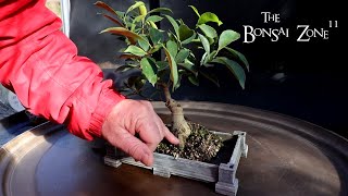 My Ficus microcarpa Cutting From 2000 The Bonsai Zone Nov 2024 [upl. by Willy314]