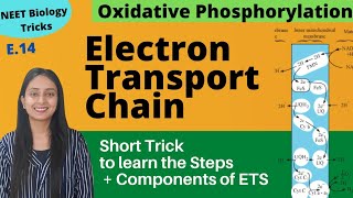 Super Easy way to Learn Electron Transport Chain  Short Trick  NEET Biology [upl. by Allit]