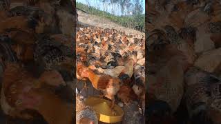 Lets raise chickens again shortvideo [upl. by Orth]