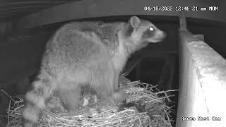 Raven Nest Cam more of the racoon [upl. by Brigit]