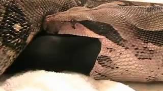 Largest Anaconda on the earth eating the entire Pig  Part2 [upl. by Elohcim]