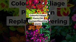 Plants With Colourful Leaves colourfulindoorplants colourfulfoliage [upl. by Anuahsat]