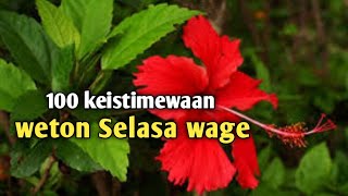 100 keistimewaan weton selasa wage [upl. by Humberto]