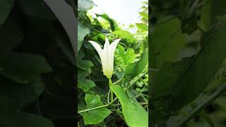 Ivy GourdKunduruFlower [upl. by Ludlow]