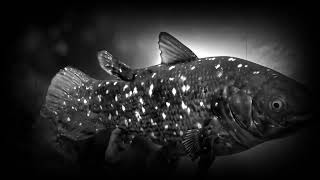 Coelacanth The Living Fossil That Defied Extinction [upl. by Esmeralda]