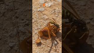 la guêpe🐝 vs le cafard 🪳 morocco insectes [upl. by Rae80]