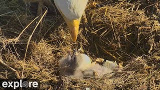 Bald Eagle Eggs Hatch and Mother Feeds Chicks [upl. by Anirdna]