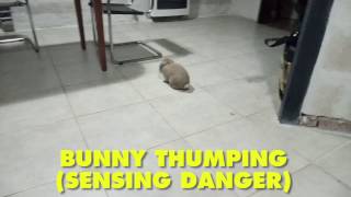 Rabbit thumping [upl. by Nymsaj281]