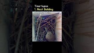 Time Lapse 1 Nest Building at Wrens Nest  집굴뚝새의 둥지짓기 타임랩스 [upl. by Janene]