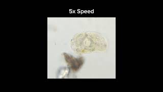 A Chill Amoeba  5x Speed microscopy biology nature science aquarium election2024 [upl. by Desi]