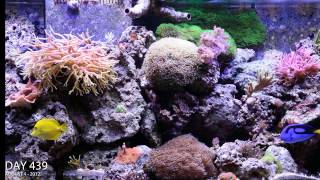 Reef Aguarium 2 year time lapse video in HD [upl. by Kerri]