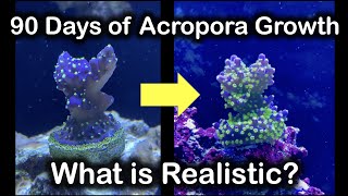 How much should your Acropora Grow in 90 Days Let me show you [upl. by Semadar565]