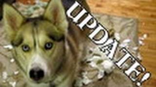 Bad Dog Wanted SNOW Shelby Siberian Husky Guilty Dog Animal Planet [upl. by Votaw]