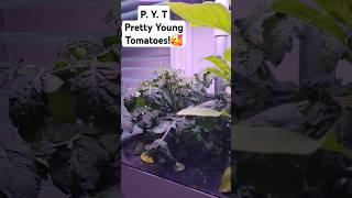 Aerogarden Update Check out my Pretty Young Tomatoes [upl. by Nylra808]