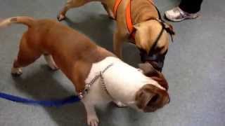 Inter male dog aggression problem and its treatment [upl. by Paymar]