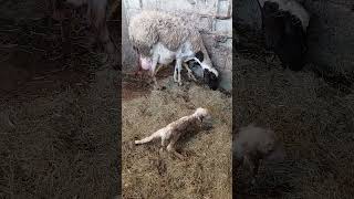 صغار الغنمchikenanimalsnature تربيةالغنمفيالمغربسلالةالدمانترند السعوديةالجزائر [upl. by Evvie]