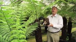 Giant Tree Fern Dicksonia Antarctica [upl. by Lamaj]