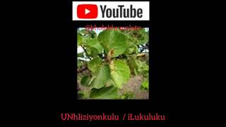 UNhliziyonkuluiLukuluku By Kholo Khumalo TV [upl. by Adelaja]