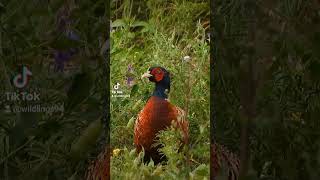 Bażant  Pheasant wildbirdphotography pheasant birds [upl. by Darya]