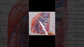 Pectoralis Minor Muscle anatomy upperlimbanatomy muscles [upl. by Nylirek]