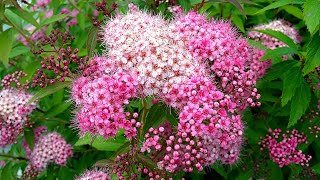 A Shrub as Soft as Valvet Anthony Waterer Spirea  Spiraea Japonica  Japanese Spirea [upl. by Janaye]