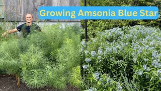 AMSONIA  Excellent Native Perennial  How to Grow amp Care  Blue Star Plant [upl. by Lamrej]