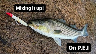 Striped Bass fishing were mixing it up on the fly and ultralight on PEI fishing stripedbass [upl. by Gutow]