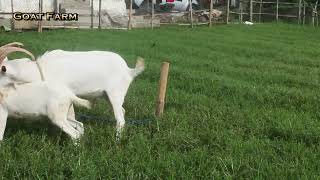 New Generation Young Saanen Goat At farm  Top Male Goat [upl. by Collette]