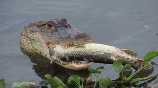 Alligator Swallows Florida Gar fish [upl. by Ys753]