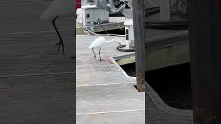 Snowy Egret egret snowyegret marina marinalife [upl. by Ykcaj426]