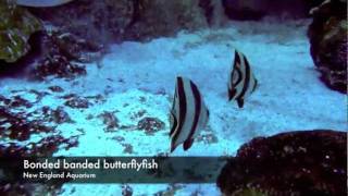 Butterflyfish in the Giant Ocean Tank [upl. by Ranit]