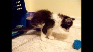 Anakin Our Kitten without Back Legs Two Legged Cat [upl. by Tamarra493]