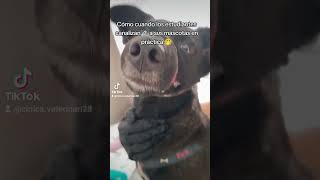 estudiantes veterinaria perros humor [upl. by Ahcsropal]