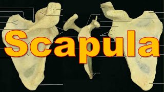 4 Scapula Bone  Upper Limb  كلية الطب  مادة التشريح  A3  6 [upl. by Etnad997]