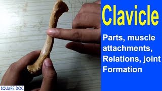 Clavicle Anatomy Bones Tutorial  Bangla  Square DOC [upl. by Sander121]