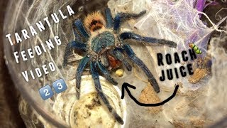 Tarantula Feeding Video 23  Why I dont film slings [upl. by Siradal786]