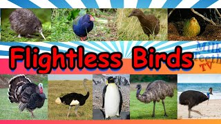 Learn about Flightless Birds Species with Pictures and Correct Pronunciation for Smart Kids Parents [upl. by Elurd527]