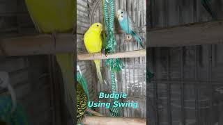 Happy Singing amp Eating Parakeet Budgies Birds shorts Reduce Stress of Lonely Quiet Birds [upl. by Nwahsiek]