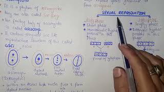 Ascomycota Life Cycle  Federal amp KPK Board  Class 11 Biology [upl. by Eerehs27]