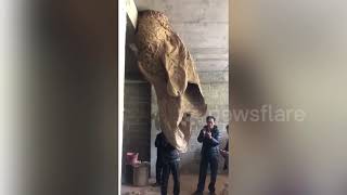 Giant wasp nest almost 2 metres long found in abandoned workshop in southern China [upl. by Sower]