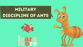 Military discipline of ants I National Geographic Documentary I BBC Wildlife [upl. by Ettenoitna800]