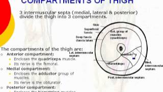 48 L Limb Intermuscular septa amp compartments of thigh cxt [upl. by Yee]